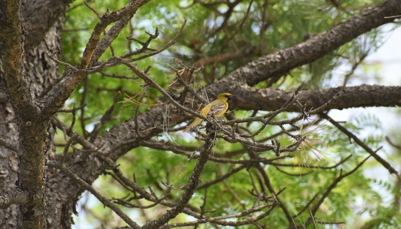 A juvenile male oriole as seen on the Bluebird Trail at Atkinson Mill Race Park and Campground.
